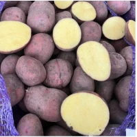 Продам сортову насіннєву картоплю
