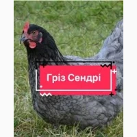 Продаю курчат м’ясо-яєчних порід та несучок