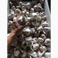 Часник Любаша 1 репродукція