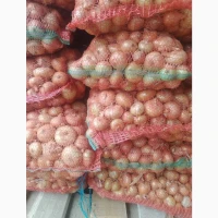 Продам цибулю сорт штутгарт