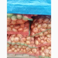Продам цибулю сорт штутгарт