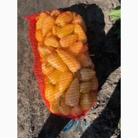 Продам перець солодкий