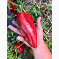 Продам перець Ферарі, Кантата, кубовидний