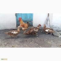 Продам уток (распродажа)