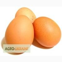 Инкубационное яйцо кур породы Геркулес