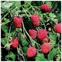Однорічні садженці засухостійкої малини Геракл
