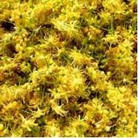 Закуповуємо сушену липу