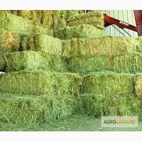 Продам сено в тюках, разнотравье