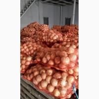 Продам лук сорт штутгарт з доставкой