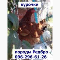 Меся4ные п0др0щенные цыплятв Ред6р0.се30н 2019, 0дессв