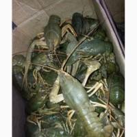 Продам раки живые