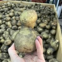 Продажа соціальної картоплі