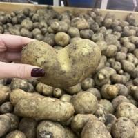 Продажа соціальної картоплі