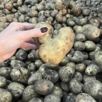 Продажа соціальної картоплі