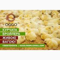 Курчата бройлера 1 - 2.7 кг