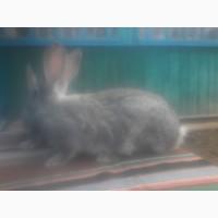 Радянська шиншила