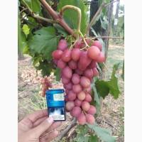 Продам оптом виноград. Сорт АНЮТА