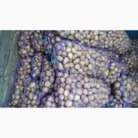 Продам семенной картофель Ривьера