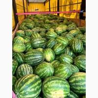 Продам арбуз только сегодня