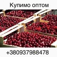 Купляємо вишню 2023 від 3 тон, доставка самовивіз, потрібно 200т в місяць