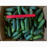 Продам огірок польовий на Засолку