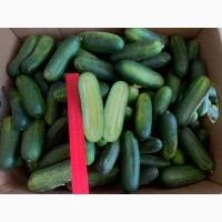 Продам огірок польовий на Засолку