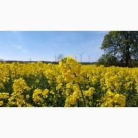 Насіння ріпаку озимого гібрид Торус