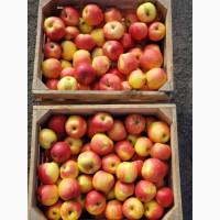 Продам ЯБЛУКА гуртом: Симеренко, Голден, Джонаголд Айдарет