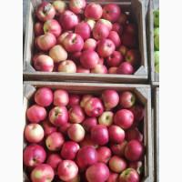 Продам ЯБЛУКА гуртом: Симеренко, Голден, Джонаголд Айдарет