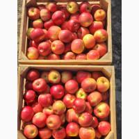 Продам ЯБЛУКА гуртом: Симеренко, Голден, Джонаголд Айдарет