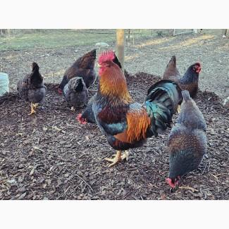 Інкубаційне яйце. Курчата. Барневельдер срібло, чорно-окаймований