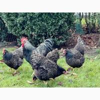 Інкубаційне яйце. Курчата. Барневельдер срібло, чорно-окаймований