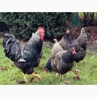 Інкубаційне яйце. Курчата. Барневельдер срібло, чорно-окаймований