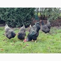 Інкубаційне яйце. Курчата. Барневельдер срібло, чорно-окаймований