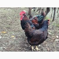 Інкубаційне яйце. Курчата. Барневельдер срібло, чорно-окаймований