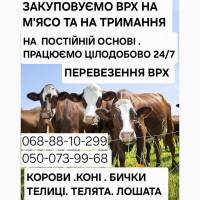 Купити Велику Рогату Худобу : Корови. Бичок. Телиці. Коні. На М#039;ясо Та На Тримання