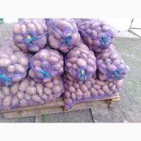 Продам картоплю