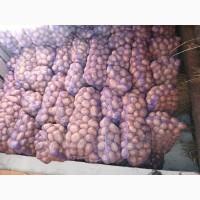 Продам велику картоплю, ОБ#039;ЄМ