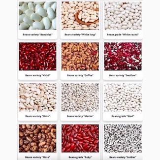 Сортова квасоля. Кідні, Рубін, Ластівка, Солдатик та ін