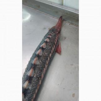 Продам Рыбу Осётр Свежая не замороженная