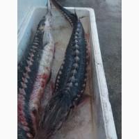 Продам Рыбу Осётр Свежая не замороженная