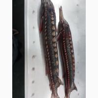 Продам Рыбу Осётр Свежая не замороженная