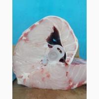 Продам Рыбу Осётр Свежая не замороженная