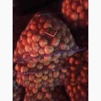 Продам семенной картофель Аризона, Алуэт