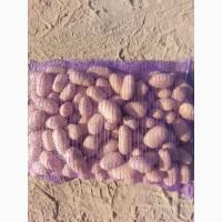 Продам картопля опт