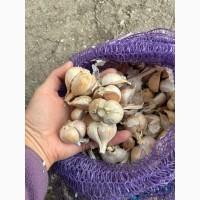 Продам Часник (НЕКОНДИЦІЯ) на переробку