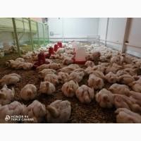 Бройлер живою вагою