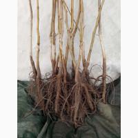 Саджанці горіха пекан сорту Шивани(вкс висота 120-140см.)