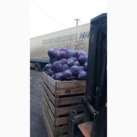 Продам капусту красно кочаную от поставщика с 5 тонн