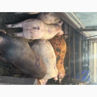 Продаж свиней живою вагою з доставкою